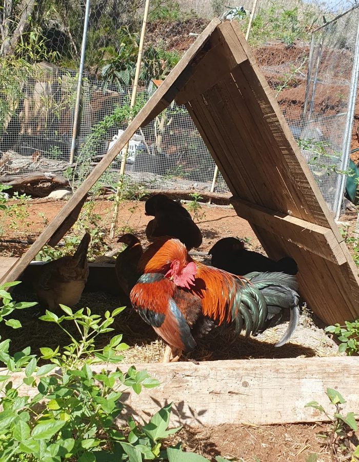 habitante15